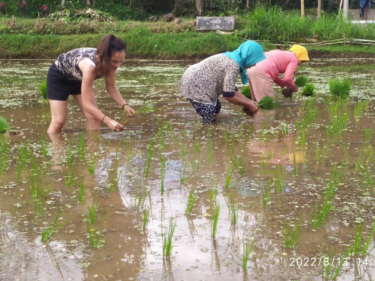 Green Haven Homestay Tetebatu Esterno foto