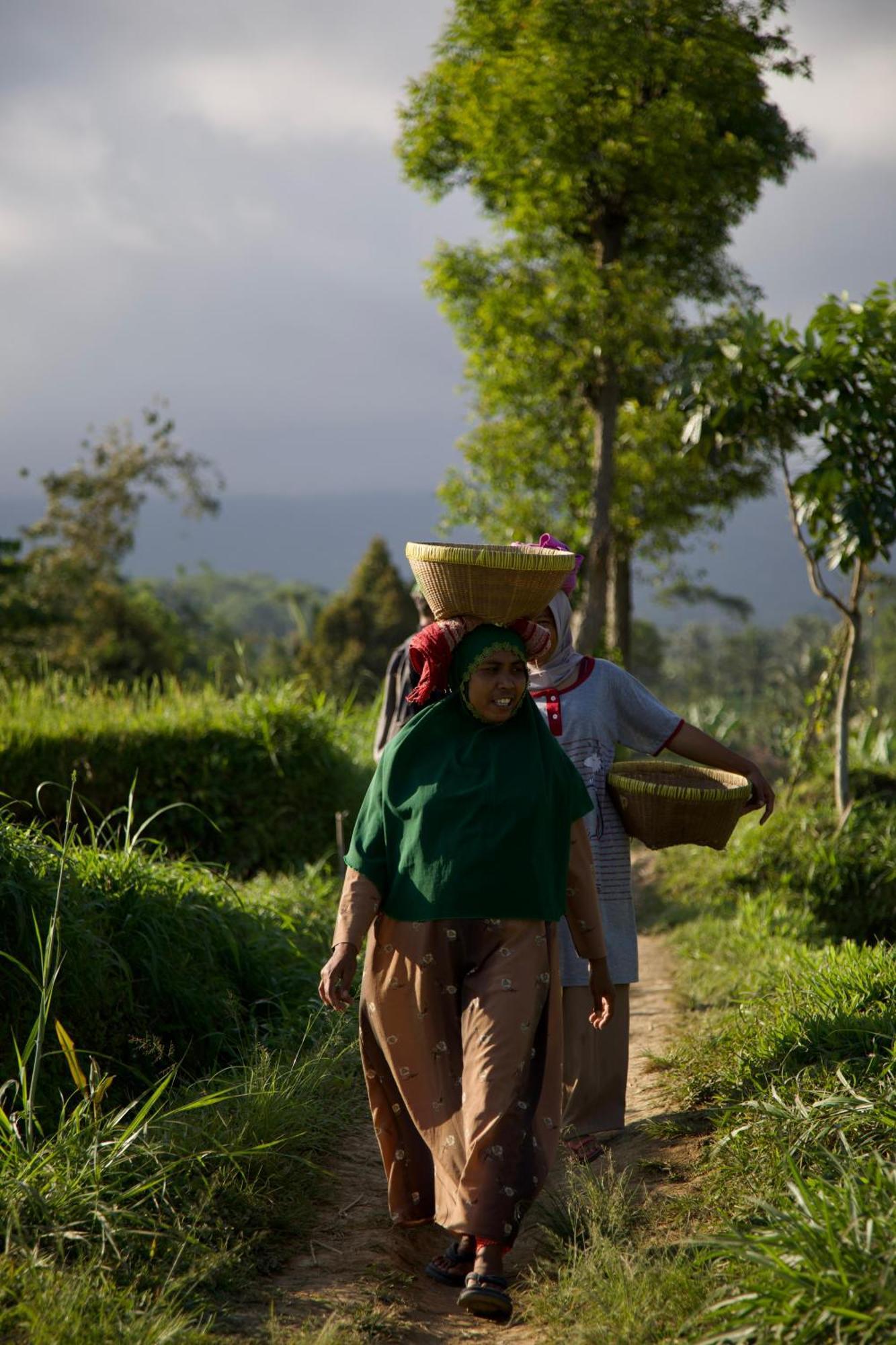 Green Haven Homestay Tetebatu Esterno foto